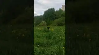 Я Рокки и я вам рад 😁 #собака #любовь #ротвейлер #shorts