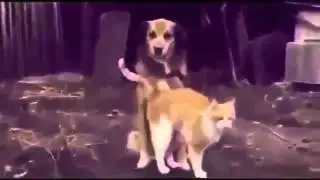 Кошки Смешные видео про кошек