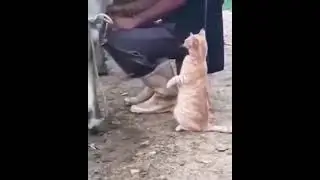 Funny Little Cat 🐱 | Cute Animals