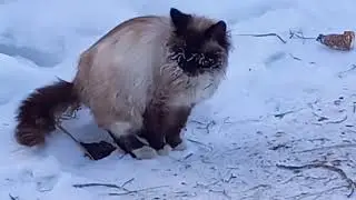 Кот срёт на морозе в -24/какающий кот/кот какает/приколы с животными