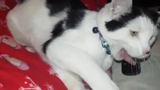 I'm guessing he doesn't like his new collar