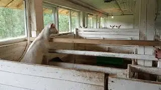 На экоферме "Алёховщина", 2016 год