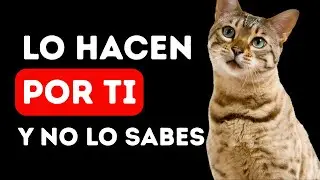 9 Secrets of Your Cat: How He Takes Care of You Without You Knowing!
