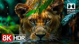 Unmatched Clarity and Depth in 8K HDR 60fps Dolby Vision