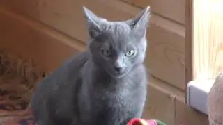 как играют кошки