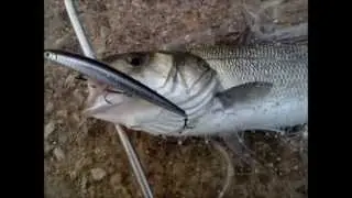 Rapture Tadako 150F (Seabass-Λαυράκι)