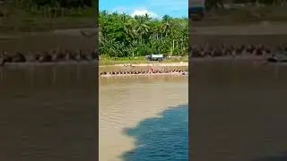 Sang Ratu Helmina Vs Limbago Sati Hari ke 2 Pacu Jalur Tepian saidina ali lubuk jambi