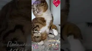 Вот и сказочке конец 