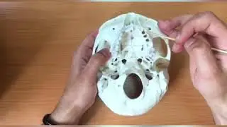 Наружнее основание черепа. Анатомия
