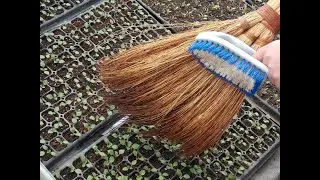 МАССАЖ ДЛЯ РАССАДЫ !!! У ЯПОНЦЕВ ПОДСМОТРЕЛА!!!..