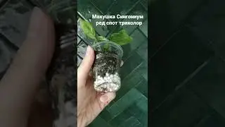 Сингониум Ред спот триколор
