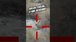 A Twofer!  Airgun - Starling & .17HMR Jackrabbit hunting. 