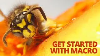 Beginner's guide to Macro Photography - Everything you need to know to get started!
