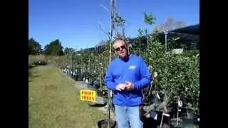 Plant Profile: Jujube