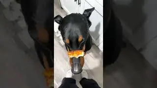 Pizza time #puppy #shorts