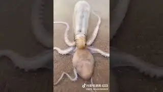 Осьминог