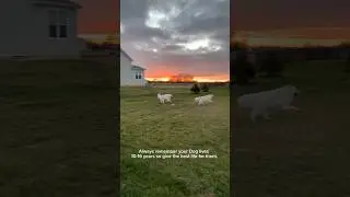 Best life for them #viral #youtubeshort #youtube #puppy #youtubevideos #yt #cutedog #fyp #shortsfeed