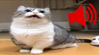 Мем 