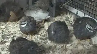 Button Quails - Sing It Boys