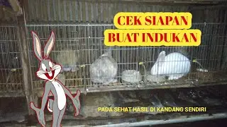 CARA MEMILIH INDUKAN KELINCI YANG BAGUS DAN BAIK || CEK SIAPN INDUKAN