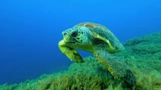 The Akrotiri Peninsula – An underwater oasis of hope (English)