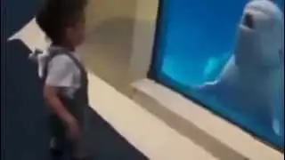 Дельфин прикалывается