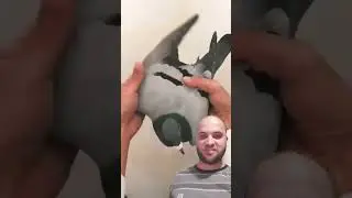 UV Light on bird wings? Pigeon Memes Explained!