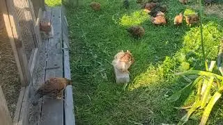 Вольер для цыплят