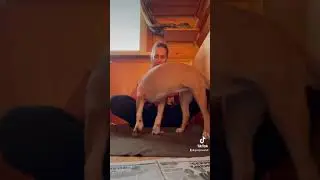 Амстафф Лова. Оригинал со звуком😂