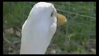 10% duck part 9