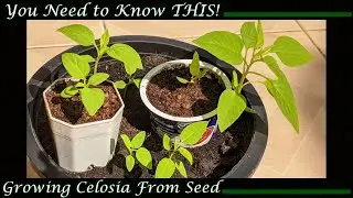 Growing Celosia from Seed? You Need to Know THIS!