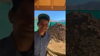 QUIEN ESTA MAS GUAPO EL VOLARIS O EL VENADO