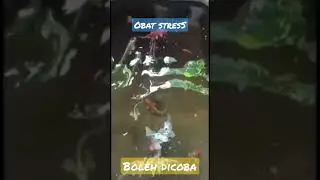 asli obat stresS coba aja kalo ga percaya #koiblitar #fish