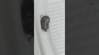 I found A Huge Tick!!! info in the description box
