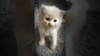 Шо ты пушистый плаки плаки или нормалдаки🥲 