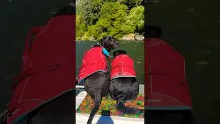 River Dogs!