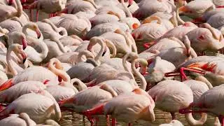 Flamingo পাখির সকল তথ্য জানুন- Flamingo birds-Pets Paradise