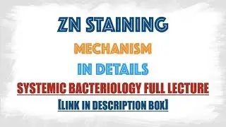 What is the mechanism involved in ZN Staining and how do we report AFB Microscopy results