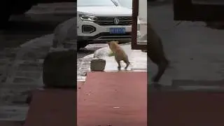 Casi lo pierde todo... 🐾