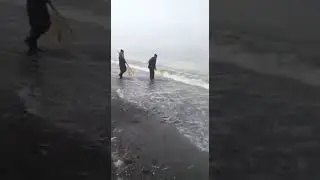 Мойва на Сахалине