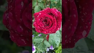 Дождь и роза #ЭпохаМандадори #флорибунда #розы