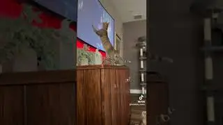 #ourcat #cat #kitten #catlover #kitty #kittycat #cute #funny #pets #petlover #catvideos