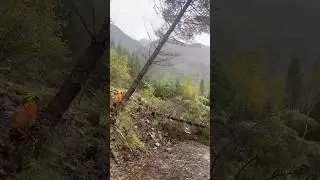 A Squamish legend falls an old growth fir
