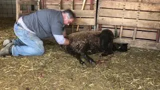 Is there another lamb inside?
