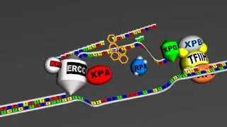 DNA repair - global genome Nucleotide excision repair v 3.0 - Full HD