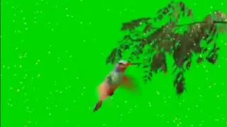 Green Screen Bird | Bird green screen video effect | Green screen pakhi ♏