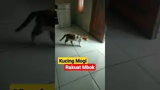 Rakuat Mbok #shorts