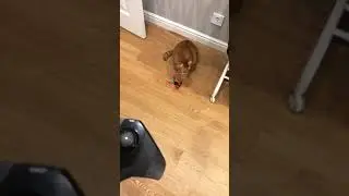 Брайн Мапс издевается над Тигрой !!!