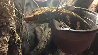Rhacodactylus leachianus Mont Dore 30yrs old wild caught female laying eggs