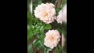 Очень обильно цветёт первогодка Гейша